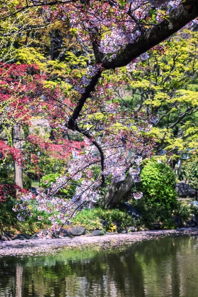 樱花盛开的城市景观, 美丽的风景 — 图库照片