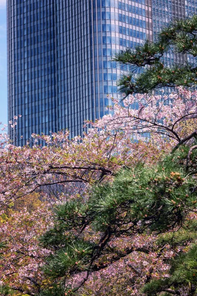 Sakura blüht in der Stadtlandschaft, schöne Landschaft — Stockfoto