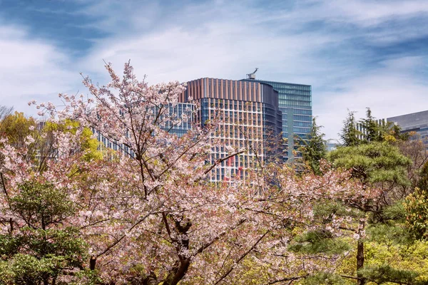 Sakura blüht in der Stadtlandschaft, schöne Landschaft — Stockfoto