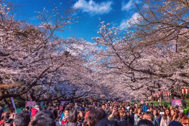 Japonya, Tokyo, 4 Nisan 2017: Japon kiraz bloss kutlamak