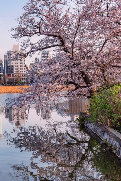 Sakura blüht im Stadtpark — Stockfoto
