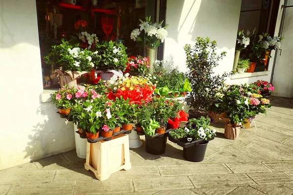 Krásné květiny v květináčích na ulici, romantické dekorace — Stock fotografie