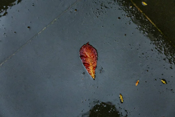 Beautiful red autumn leaf in a frozen puddle. Close-up. Background. — Stock Photo, Image