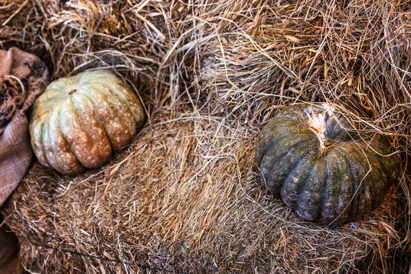 Grandi zucche in un pagliaio. Primo piano. Contesto. Spazio per testo . — Foto Stock