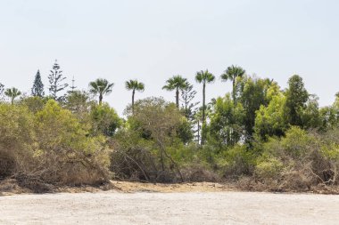 Mavi gökyüzüne karşı kayalık çöl arazisi arasında güzel bir bitki örtüsü şeridi..