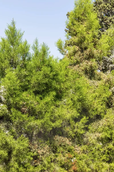 Eine dichte Hecke aus Nadelbäumen gegen den blauen Himmel an einem sonnigen Tag. Hintergrund. Raum für Text. — Stockfoto