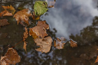 Bir su birikintisinde düşen sonbahar yaprakları. Yakın plan. Arkaplan.