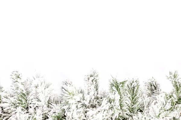 Schneebedeckter Fichtenzweig auf weißem Hintergrund. Raum für Text. — Stockfoto
