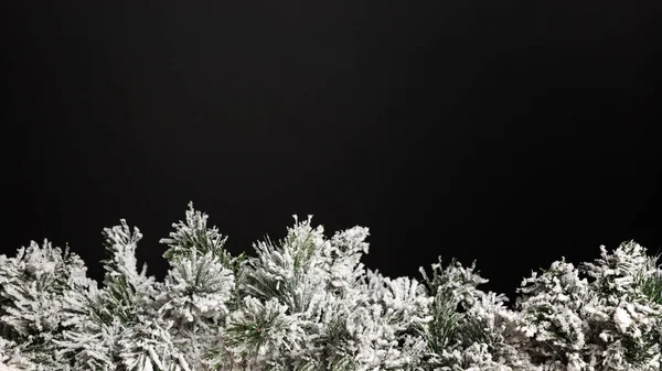 Branche d'épinette couverte de neige sur fond noir. Bannière. Espace pour le texte . — Photo