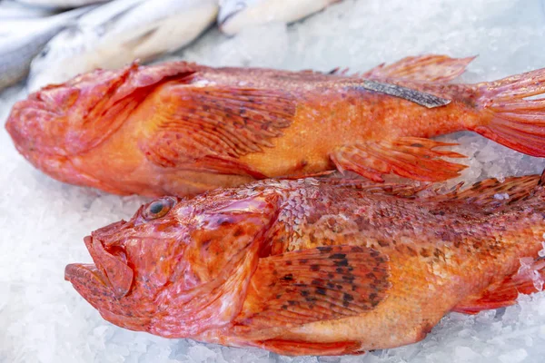 Beautifully laid out fresh golden fish on a counter on ice. Close-up. — Stock Photo, Image