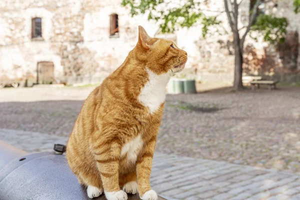 A red cat sits on a cannon in the old city. Celebrity fortress in Vyborg. Close-up. — Stock Photo, Image