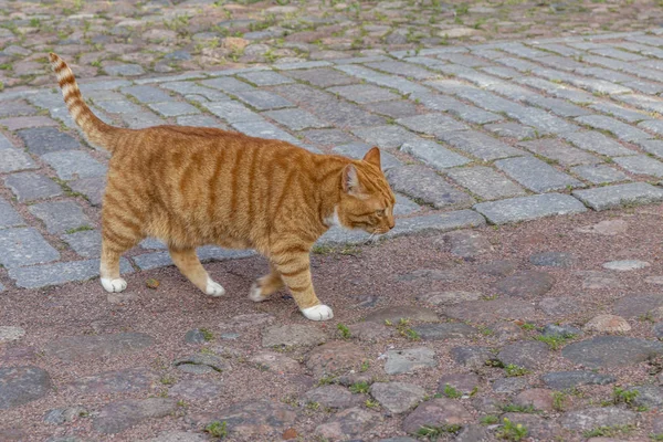 A red cat is walking on the cobbles of the old city. Celebrity fortress in Vyborg. Close-up. — Stock Photo, Image