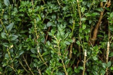 Yeşil bir çalılığın yoğun yeşil yaprakları. Geçmişi. Metin için boşluk.