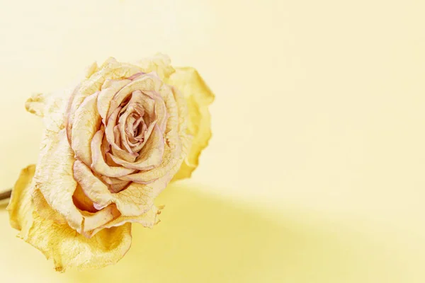 干燥的玫瑰芽在黄色的背景下. 8.特写。 案文的篇幅. — 图库照片