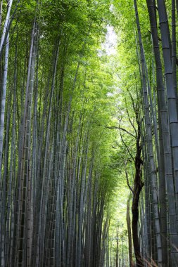 Kyoto 'da güneşli bir bahar gününde bambu sokağı. Birbiri için yoğun büyüyen ağaçlar. 
