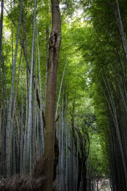 Kyoto 'da güneşli bir bahar gününde bambu sokağı. Birbiri için yoğun büyüyen ağaçlar. 