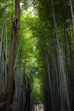 Kyoto 'da güneşli bir bahar gününde bambu sokağı. Birbiri için yoğun büyüyen ağaçlar. 