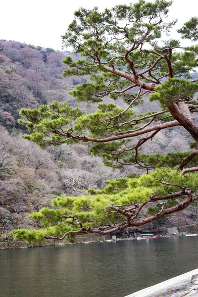 Ramas de pino verde japonés sobre el río en Kyoto Park en el fondo de la floreciente naturaleza primaveral . — Foto de Stock