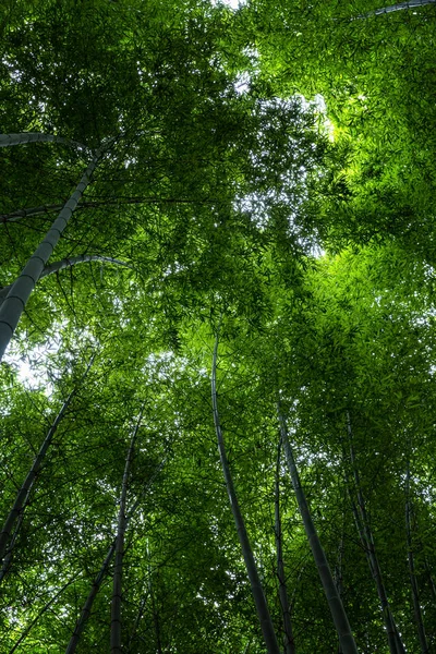 Dichtes hellgrünes Laub der Wipfel hoher Bäume. Blick von unten. — Stockfoto