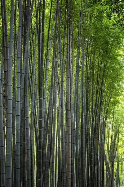 Bambusallee in Kyoto an einem sonnigen Frühlingstag. dicht aneinander wachsende Bäume. — Stockfoto