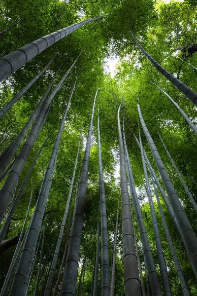 Bambusallee in Kyoto an einem sonnigen Frühlingstag. dicht an dicht wachsende Bäume aneinander. Blick von unten auf die Wipfel der Bäume. — Stockfoto