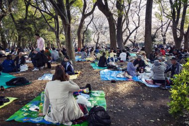 Tokyo, Japonya, 04 / 04 / 2017: Japonlar çiçek açan sakura ağaçlarının altında bir parkta oturuyorlar. Hanami festivali.