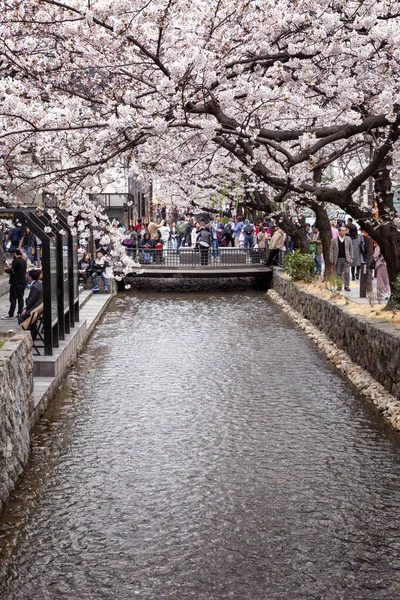 Kyoto, japan, 04 / 05 / 2017: sakura blühen in der stadt. — Stockfoto