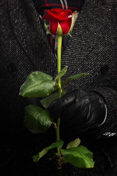 戴着黑色皮手套的男人的手捧着一朵红玫瑰。 四.后续行动. — 图库照片