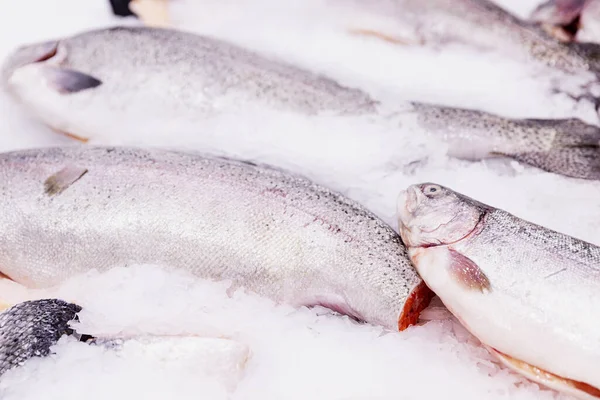 Frischer Fisch auf Eis auf der Theke eines Supermarktes. Nahaufnahme. — Stockfoto