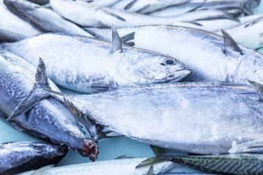 Pazarda bir sürü taze balık var. Taze av. Yukarıdan görüntüle.