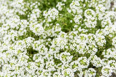 Küçük beyaz çiçekli büyük çalılar. Yakın plan. Arkaplan.