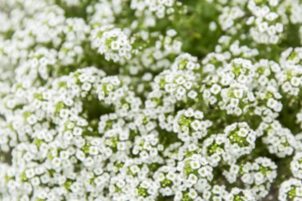 Large Bush Small White Flowers Close Background Blurry — Stock Photo, Image
