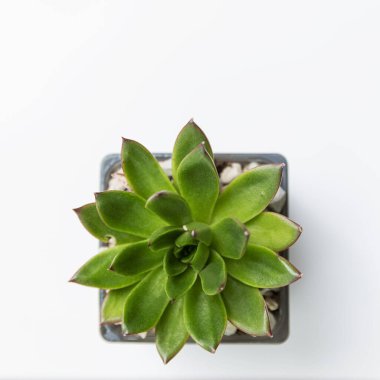 Yeşil mini sulu bir tencerede. Yukarıdan bak. Beyaz arka plan. Mesaj için yer var. Kare biçimi.