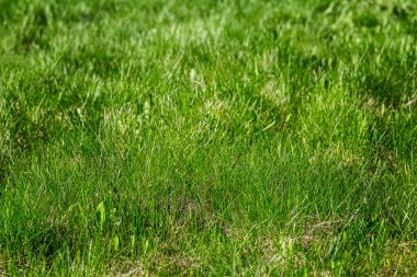 Yerde taze yeşil çimenler var. Doğal çimler. Yakın plan. Geçmişi. Metin için boşluk.