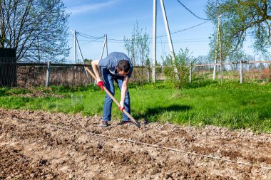 Tarlada küreği olan genç bir adam. Çiftçilik ve geleneksel bahar çiftliği işleri. Mayıs 'ta patates ekmek..