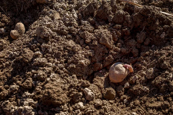 植え付けのための掘った穴の中のジャガイモ 伝統的な春の農場の仕事 庭と農業 — ストック写真