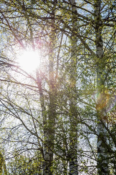 Birken Einem Sonnigen Frühlingstag Vor Blauem Himmel Bäume Der Russischen — Stockfoto