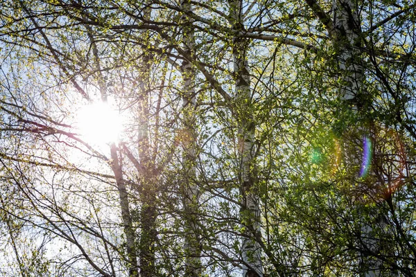 Birken Einem Sonnigen Frühlingstag Vor Blauem Himmel Bäume Der Russischen — Stockfoto