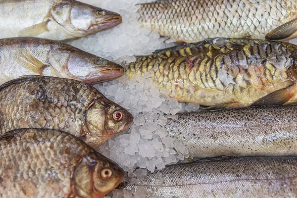 Frischer Fisch Auf Eis Der Markttheke Gesunde Ernährung Nahaufnahme — Stockfoto