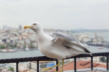 İstanbul 'un çatı ve camilerinin arka planında martı var. Şehrin Asya ve Avrupa bölgeleri. Boğaz manzarası çok güzel..