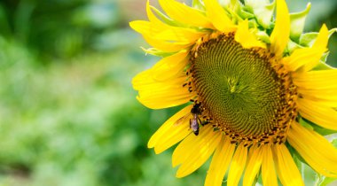 Arı ile ayçiçeği