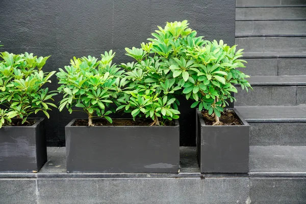 Green plants in black painted box