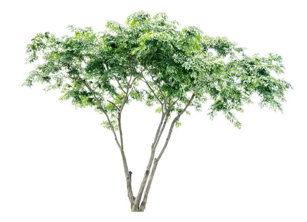 Tropikalne drzewo na białym tle — Zdjęcie stockowe