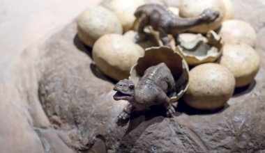 İki küçük dinozor sadece tarihi
