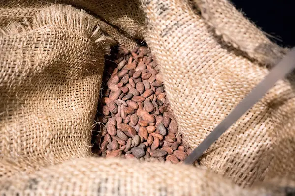 La bolsa de yute con granos de cacao —  Fotos de Stock