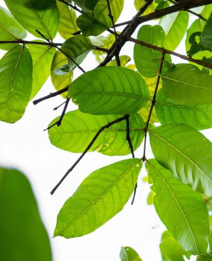 Dalları ve düşük açılı sunn üzerinde parlak yeşil yaprakları kapatmak