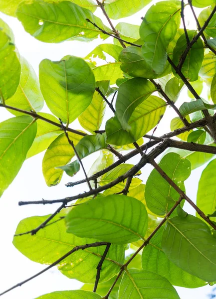 Dalları ve düşük açılı sunn üzerinde parlak yeşil yaprakları kapatmak