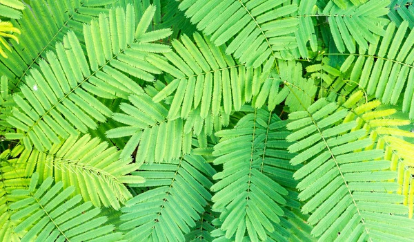 Farnblätter im Garten oder Wald für Hintergrund — Stockfoto