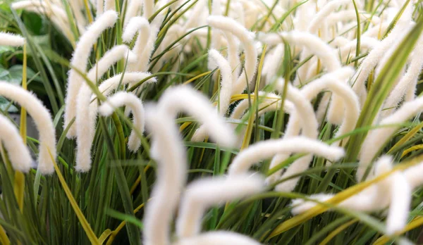 Hierba de plumas o hierba de aguja en un campo —  Fotos de Stock