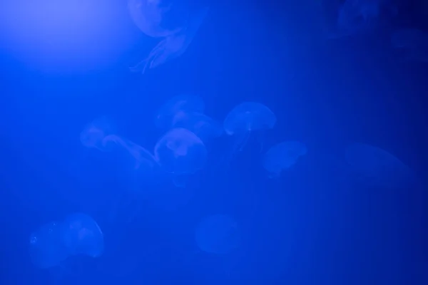 Grupa Jellyfish Aurelia uszata tła — Zdjęcie stockowe